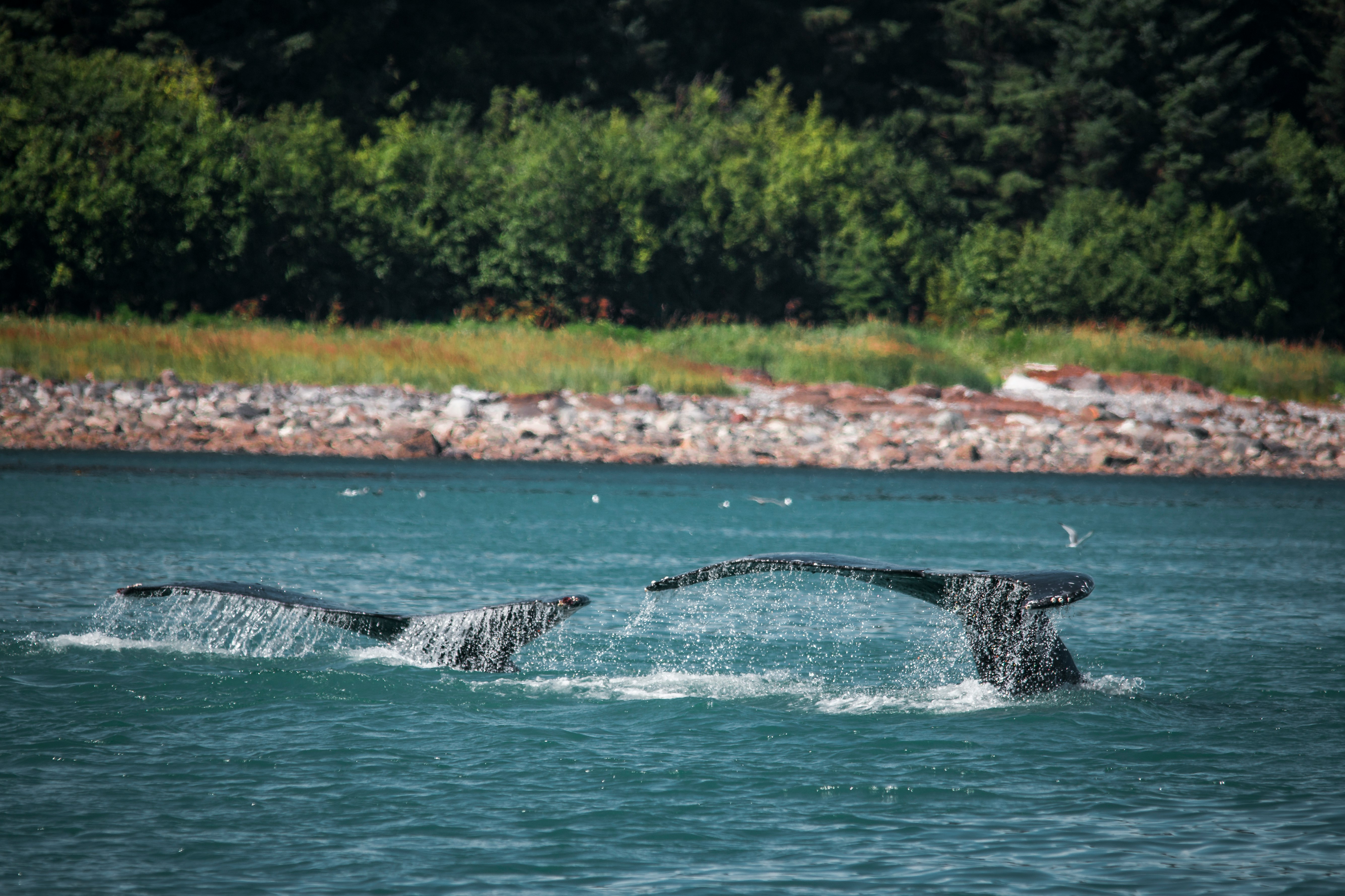 two whales near shoreline during daytime